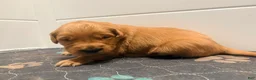 Golden Retriever dogs for sale: Golden Retriever Carmela - Ad 2