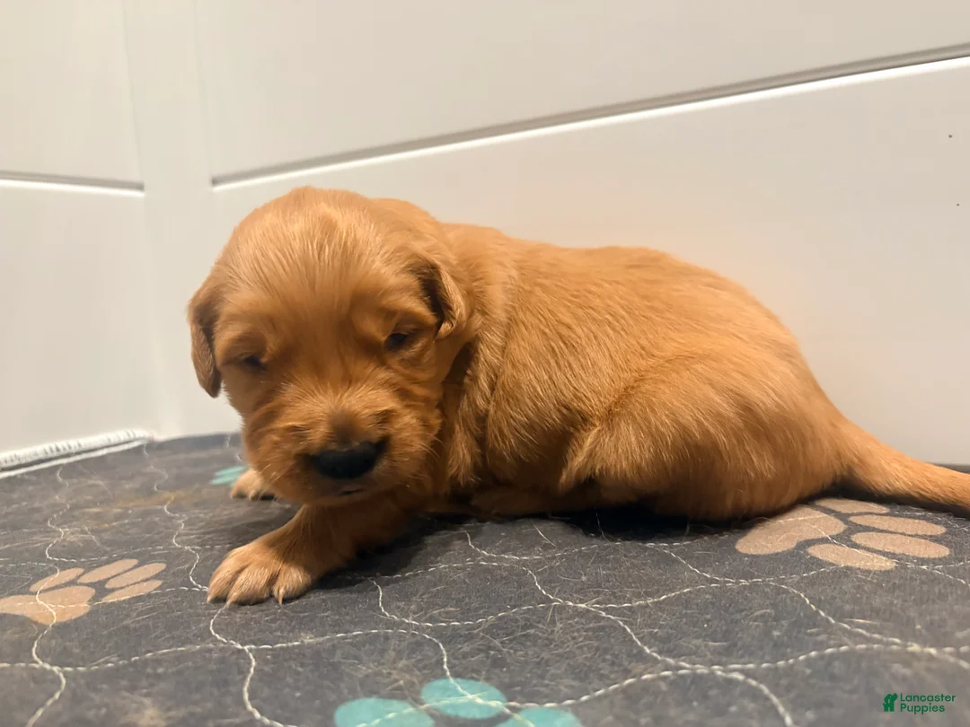 Golden Retriever dogs for sale: Golden Retriever Carmela - Ad 2