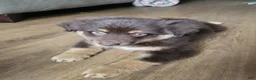 Mixed Breed dogs for sale: Princess  - Ad 4