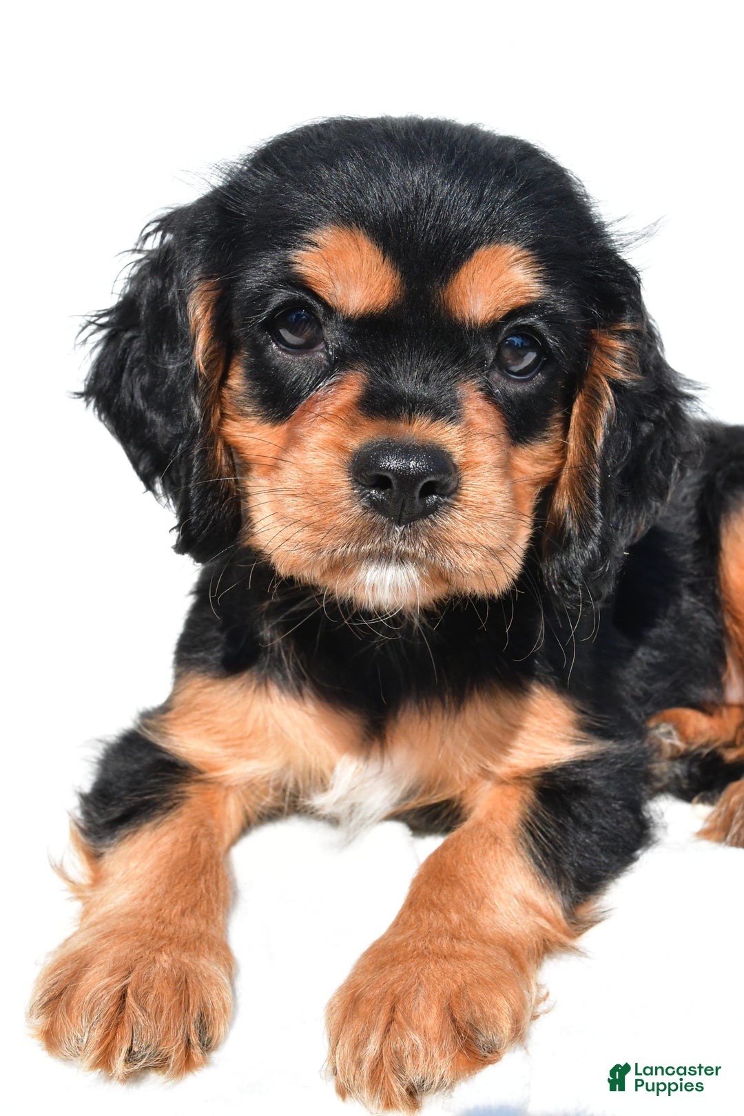 Cockalier dogs for sale: Vail - Ad 7