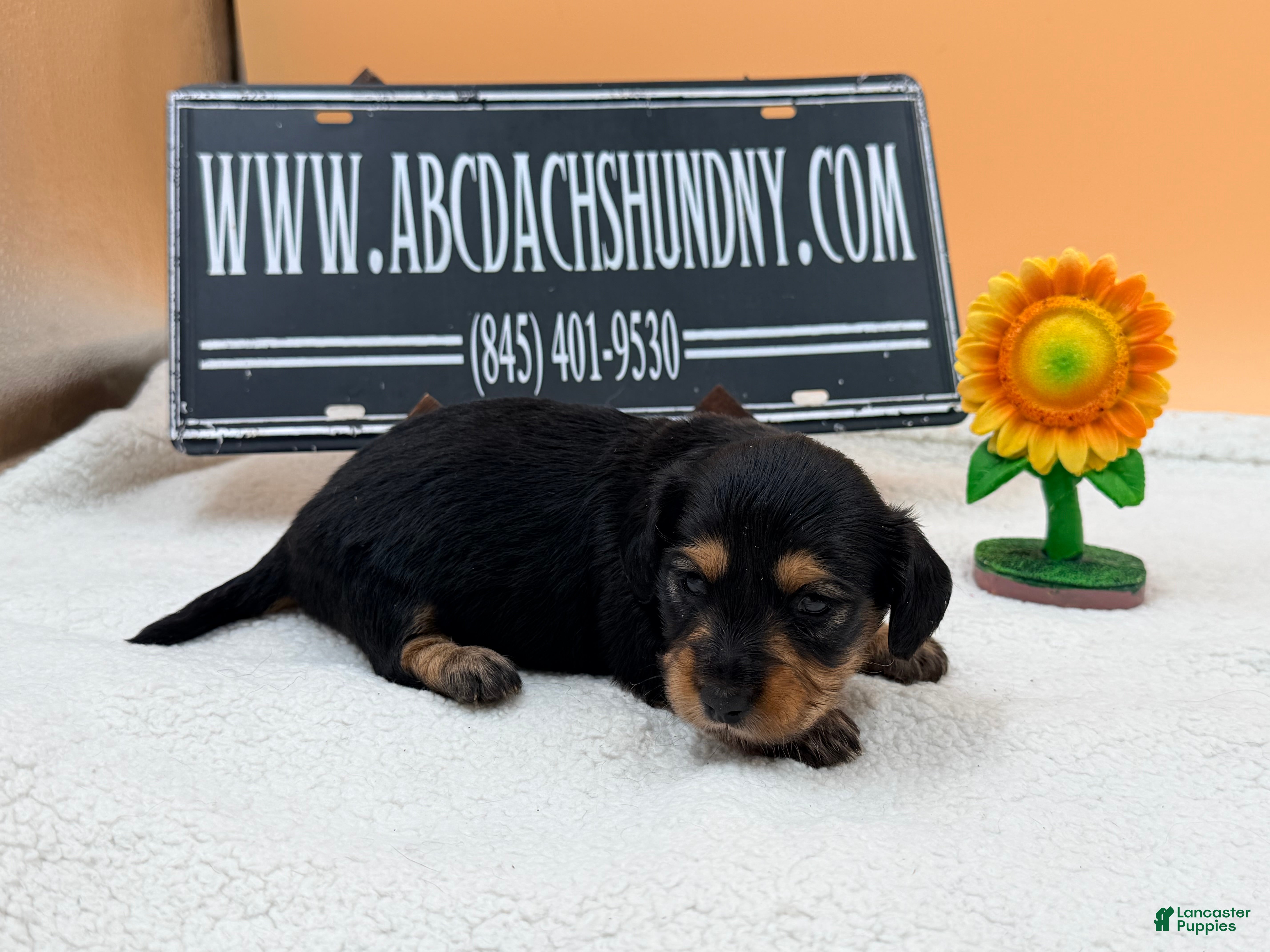 Miniature Dachshund dogs AKC Russian black and tan - Ad 31