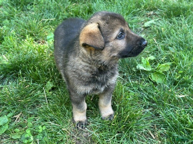 German Shepherd dogs German Shepherd 4 - Ad 2