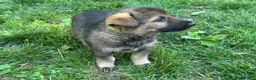German Shepherd dogs for sale: German Shepherd 4 - Ad 2