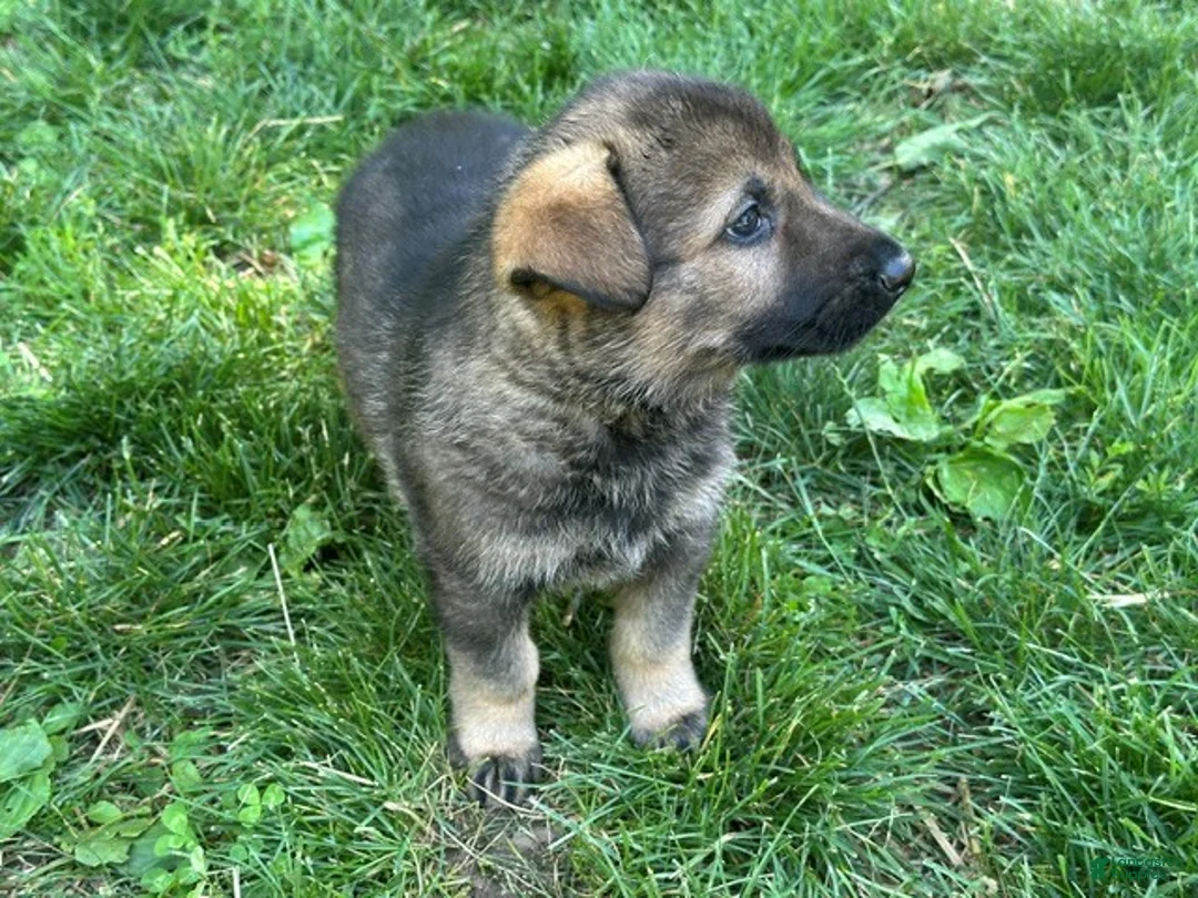 German Shepherd dogs for sale: German Shepherd 4 - Ad 2