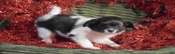 Papillon dogs for sale: Becky - Ad 1