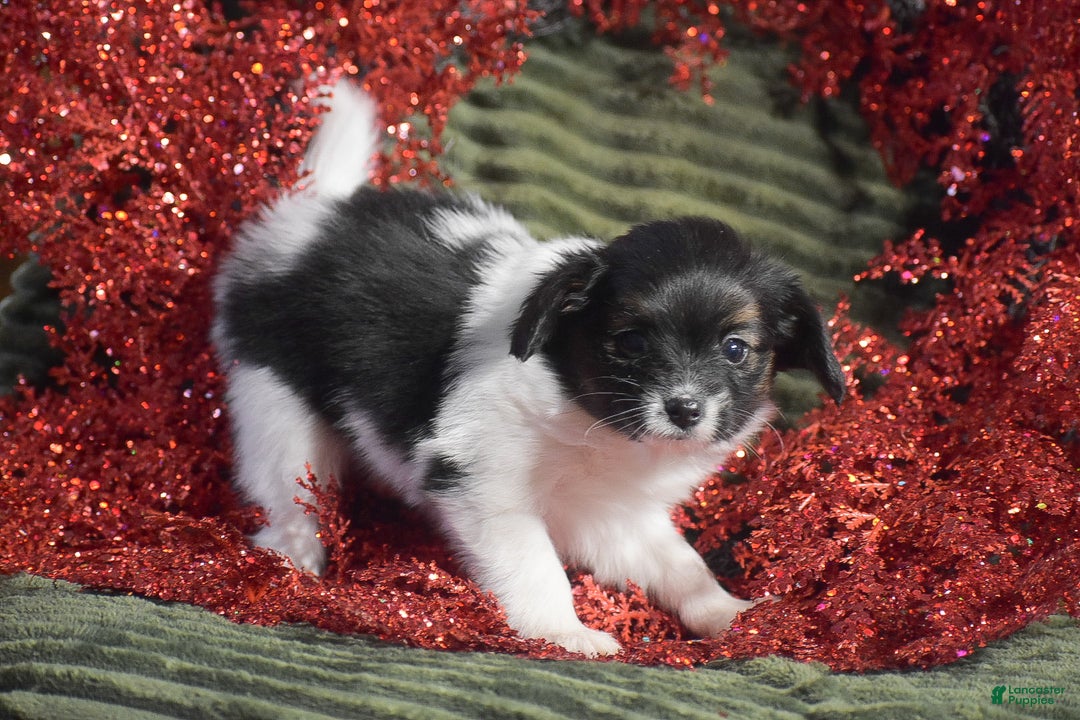 Papillon dogs for sale: Becky - Ad 1