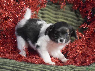 Papillon dogs Becky - Ad 23