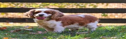 Cockapoo dogs for sale: Ava - Ad 9