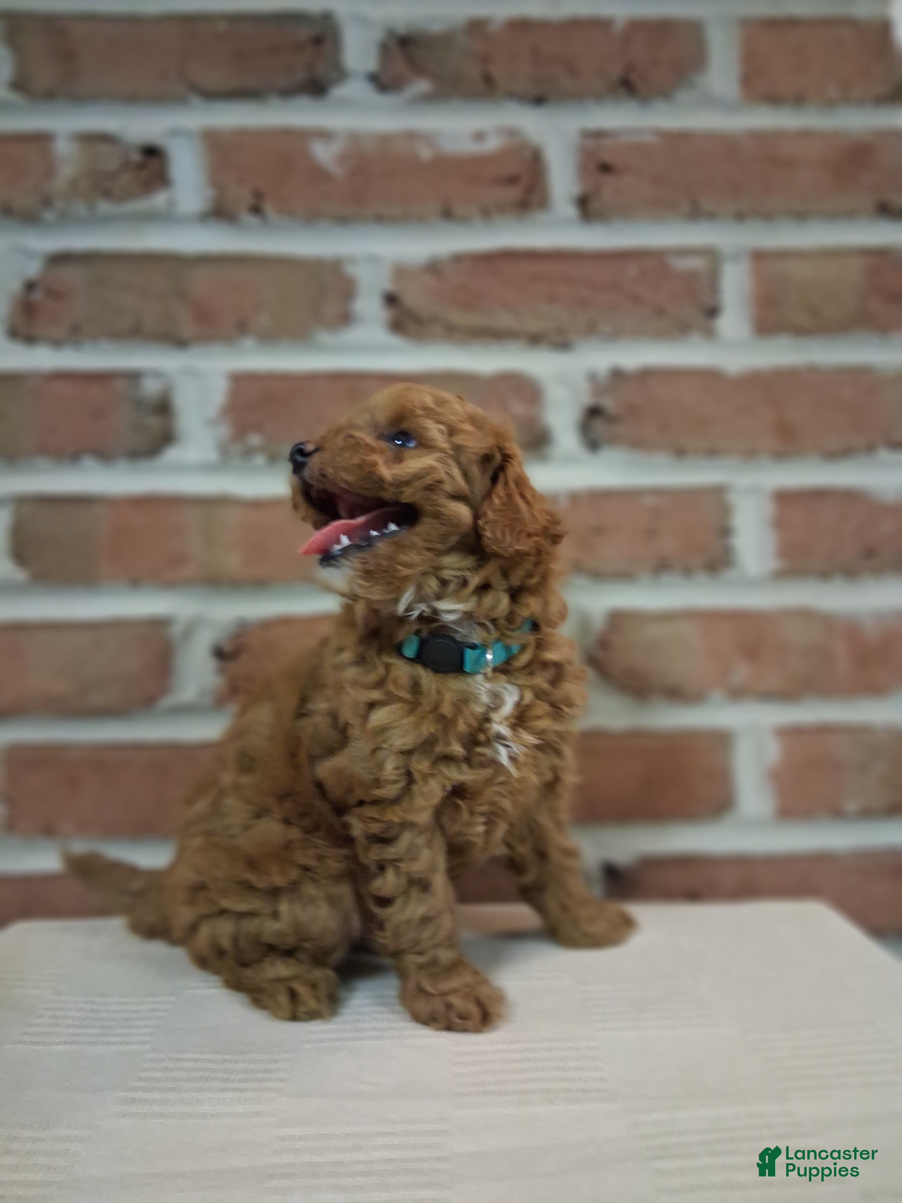 Toy Poodle dogs Tinker - Ad 2