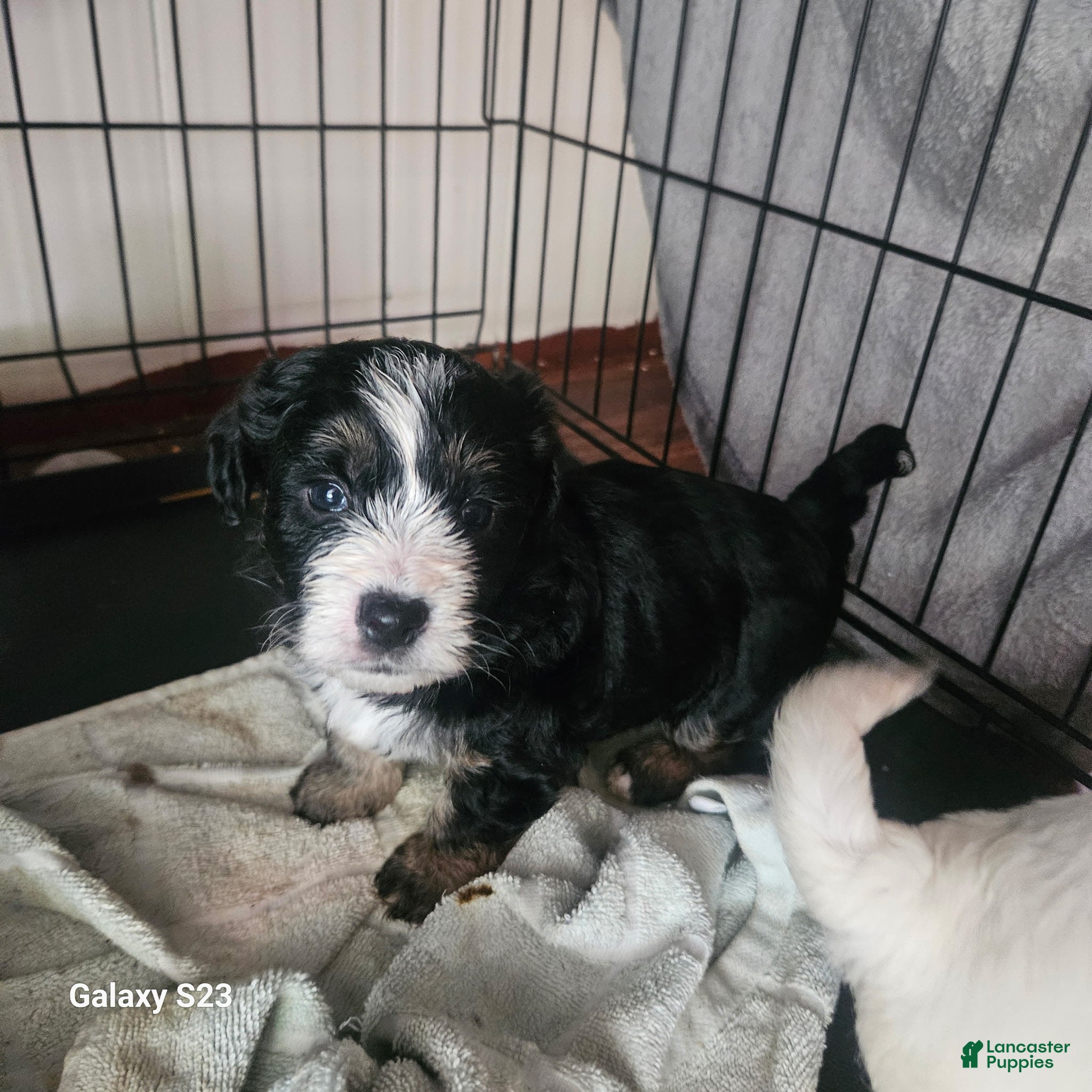 Yochon dogs Buddy - Ad 16