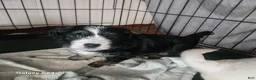 Yochon dogs for sale: Buddy - Ad 1