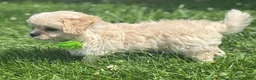 Mixed Breed dogs for sale: Karmel - Ad 4