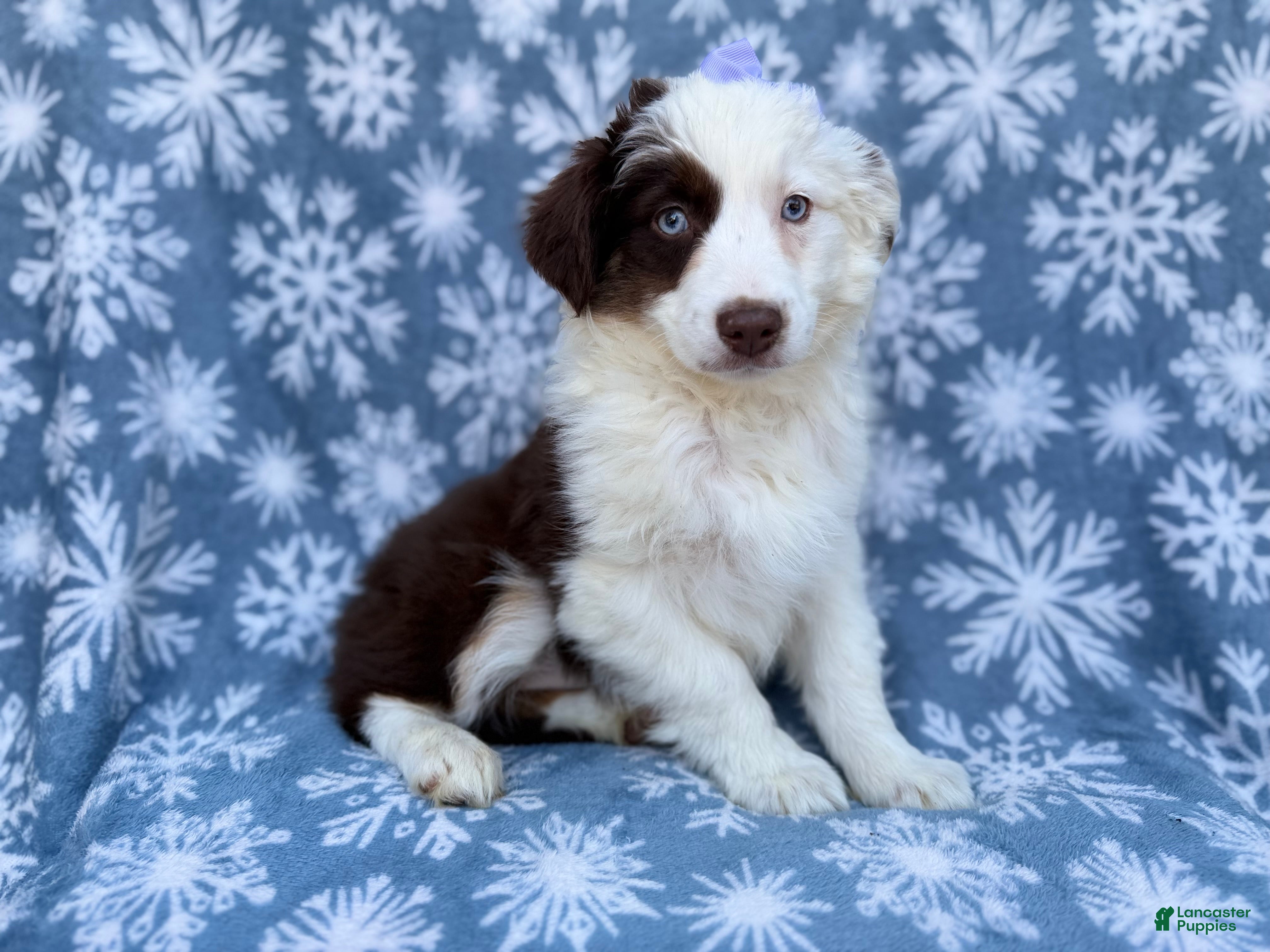 Miniature Australian Shepherd dogs Peanut - Ad 4
