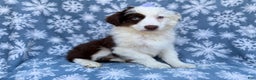 Miniature Australian Shepherd dogs for sale: Peanut - Ad 1