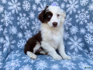 Miniature Australian Shepherd dogs Peanut - Ad 4