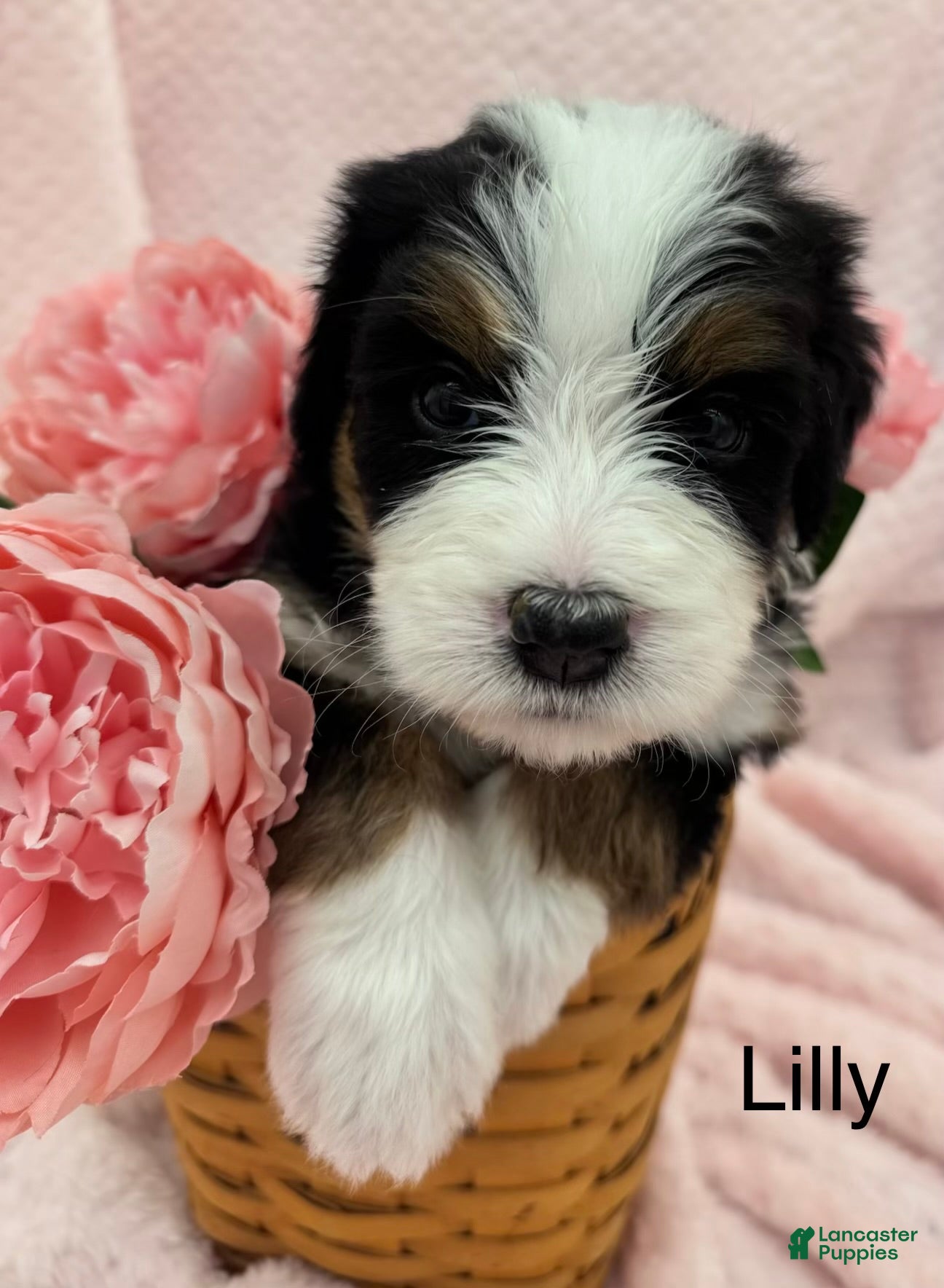 Bernedoodle dogs Bernedoodle Puppy 10 - Ad 1
