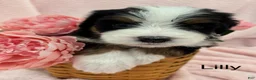 Bernedoodle dogs for sale: Bernedoodle Puppy 10 - Ad 1
