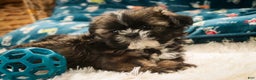 Shih Tzu dogs for sale: Shep - Ad 7