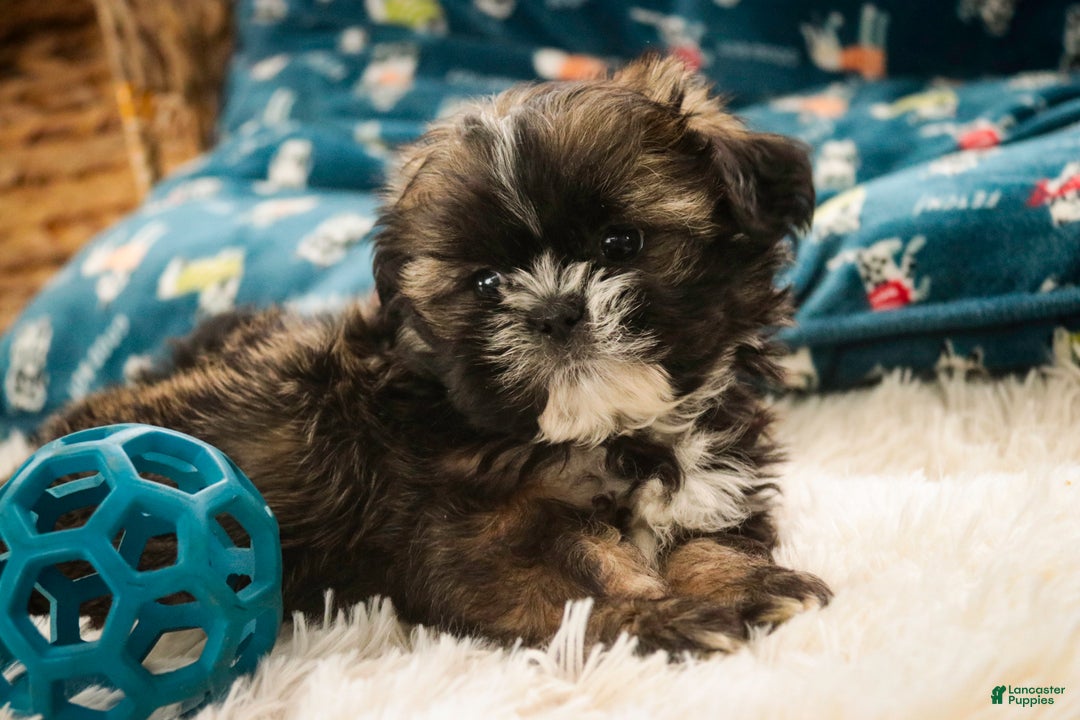 Shih Tzu dogs for sale: Shep - Ad 7