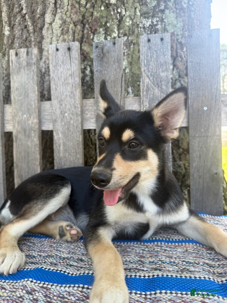 Pomsky dogs Zack - Ad 1