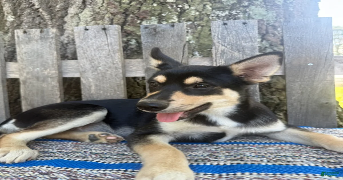 Pomsky Puppies for sale in Greensboro, North Carolina | Lancaster Puppies