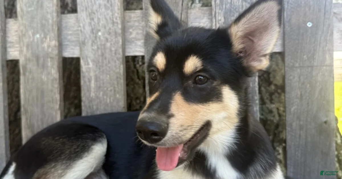 Backround Pomsky Pomsky Puppies for sale in Greensboro, North Carolina | Lancaster Puppies