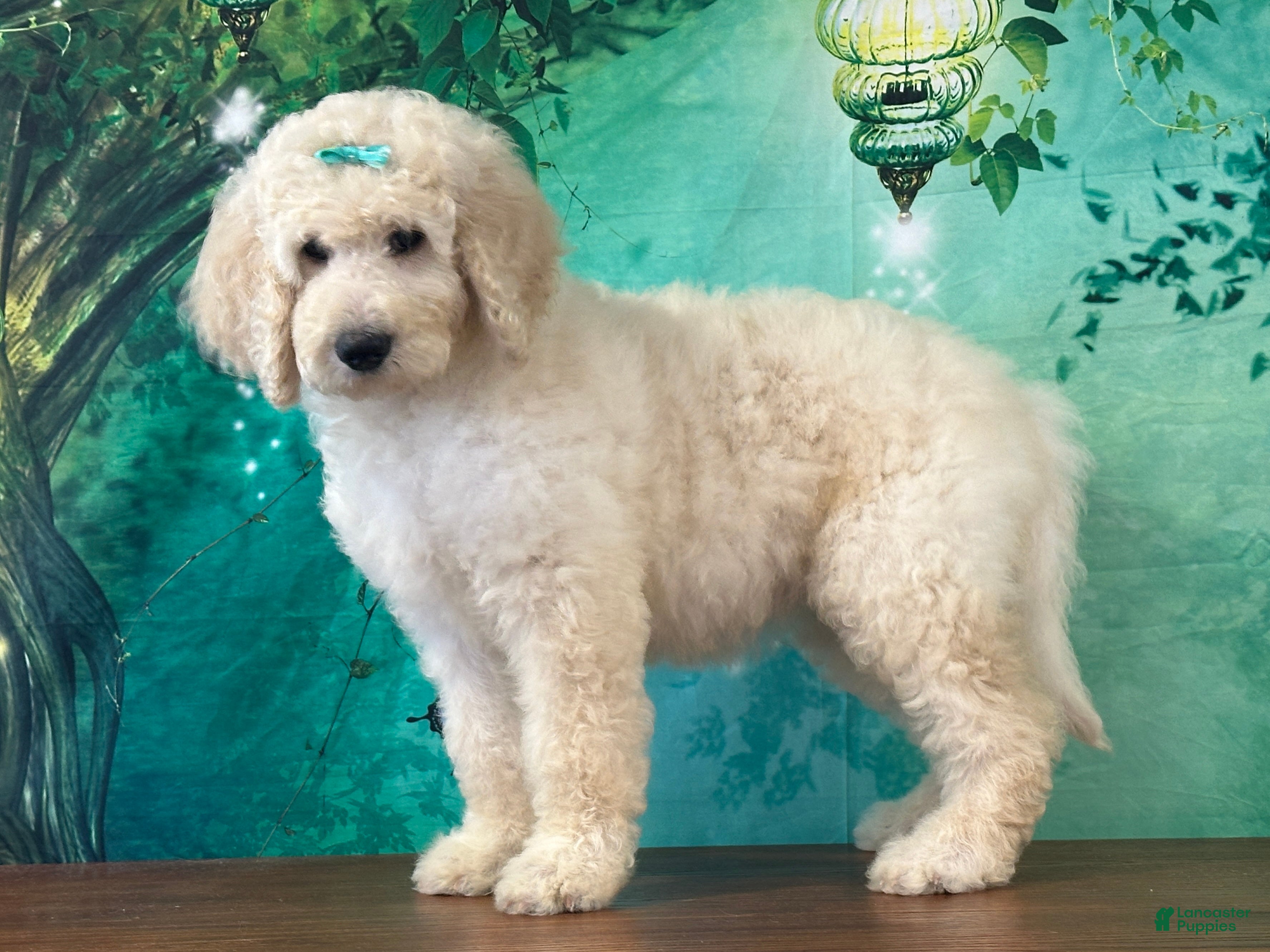 Goldendoodle dogs Jewel - Ad 2