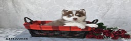 Pomsky dogs for sale: Alex - Ad 5