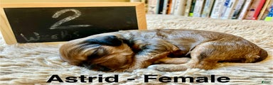 Astrid