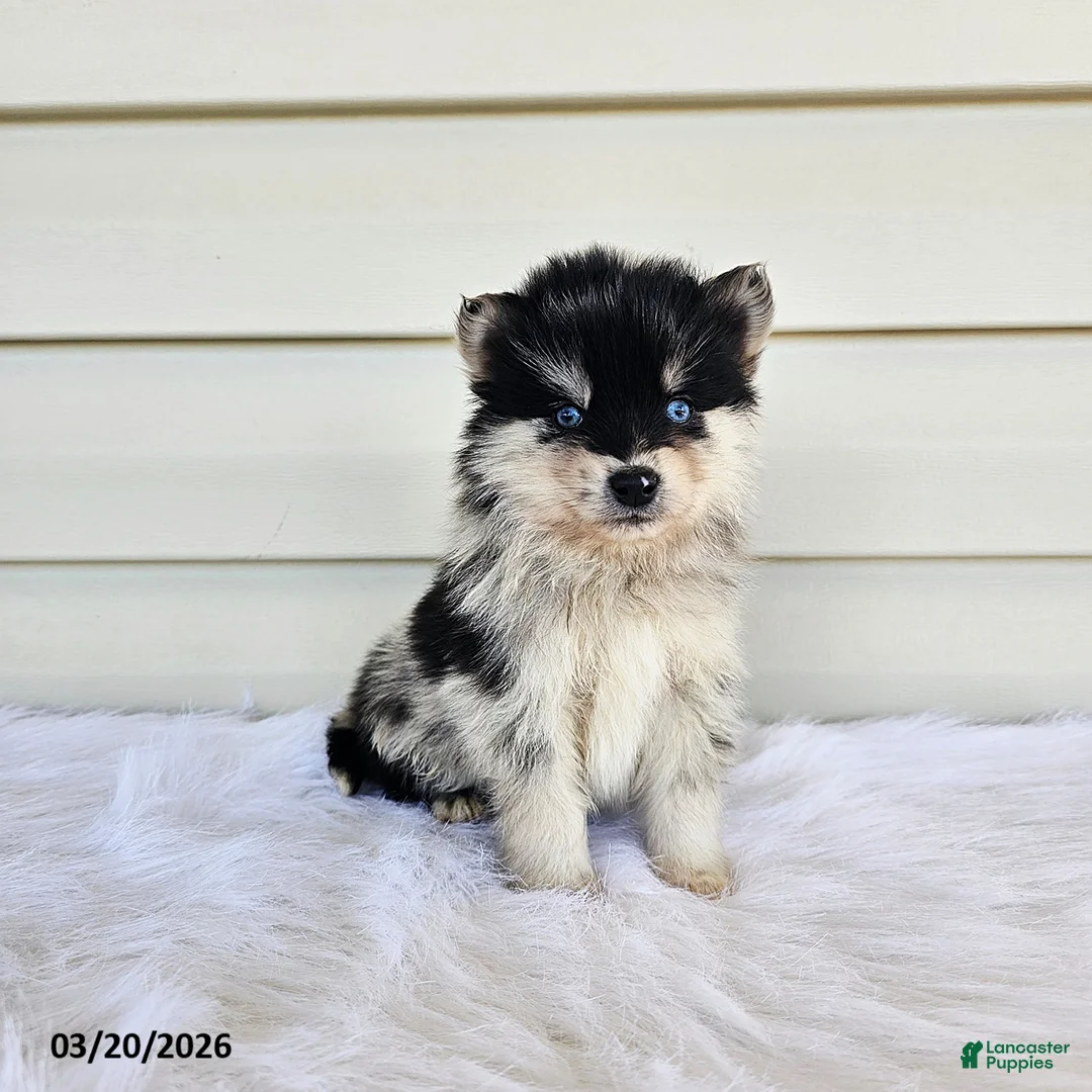 Pomsky dogs for sale: Leo - Ad 2