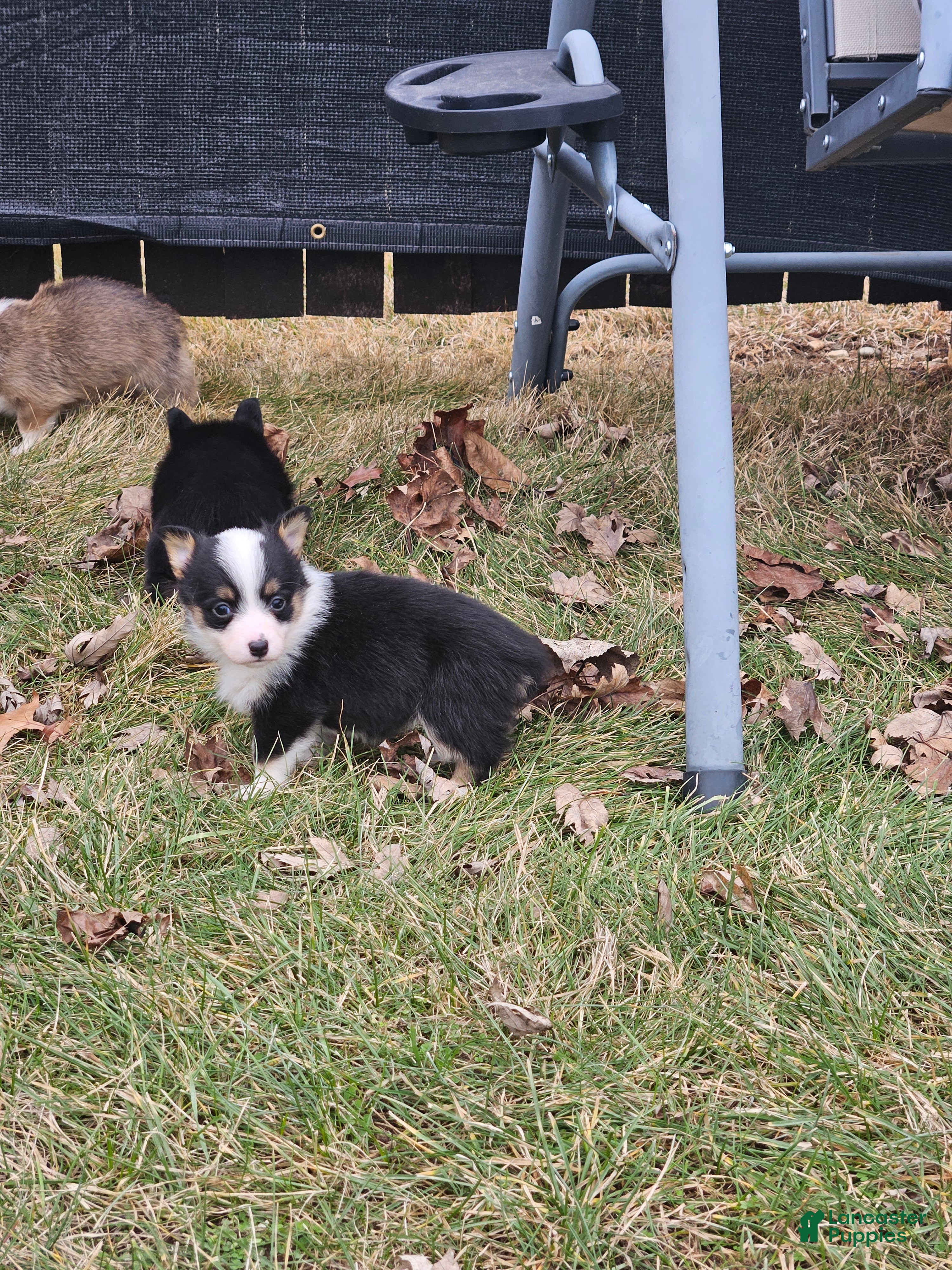 Mixed Breed dogs Roxy - Ad 24