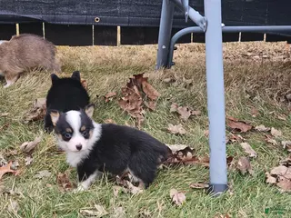 Mixed Breed dogs Roxy - Ad 24