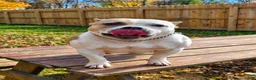 American Bully dogs for sale: 9x Kennels Björn Ironside Aka Cubb  - Ad 40