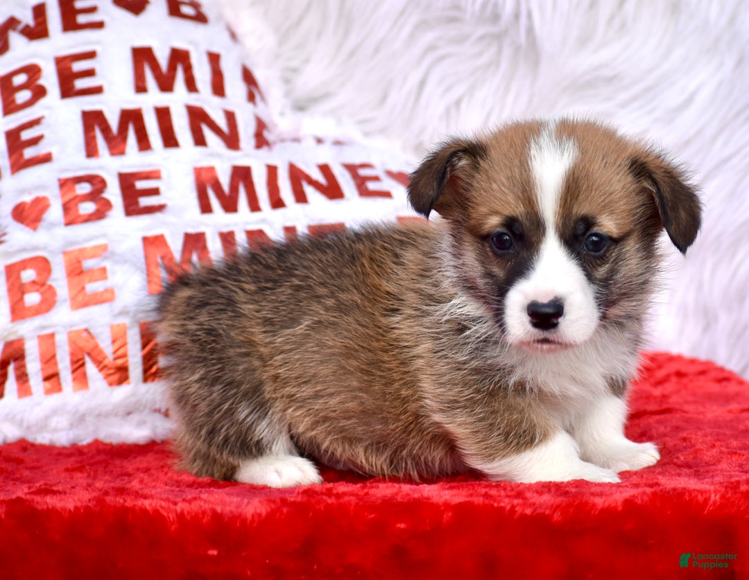 Welsh Corgi Pembroke dogs for sale: Welsh Corgi Pembroke Puppy 1 - Ad 2