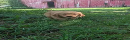 Golden Retriever dogs for sale: Pickles - Ad 4
