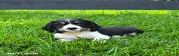 English Springer Spaniel dogs for sale: Bailey - Ad 3