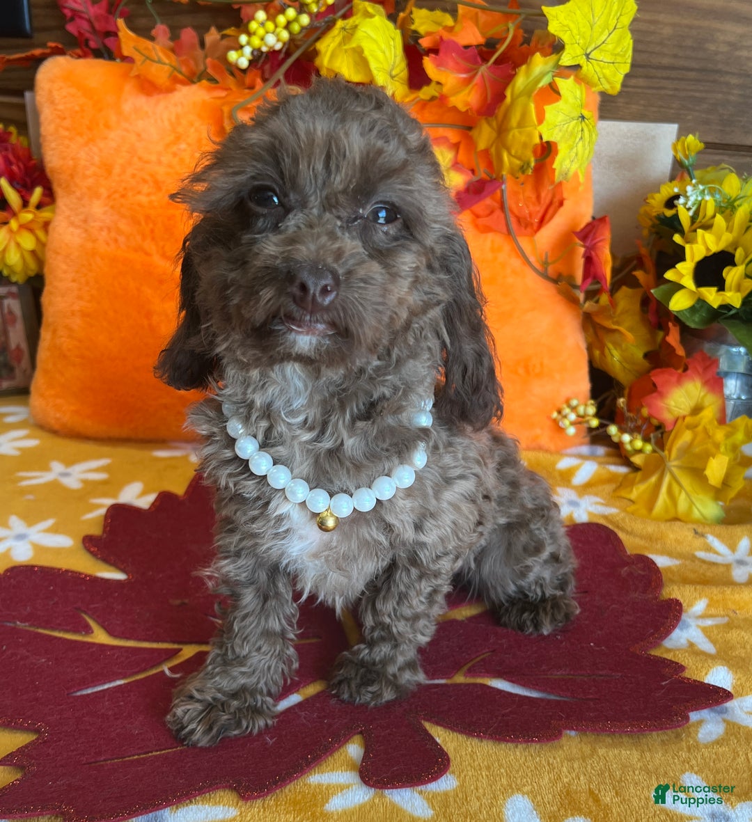 Cockapoo dogs for sale: Carla - Ad 3