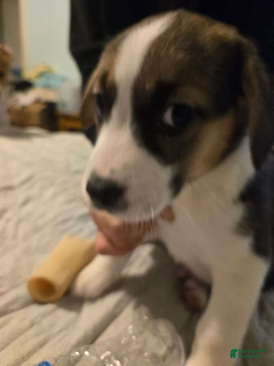 Mixed Breed dogs for sale: BLUE - Ad 1