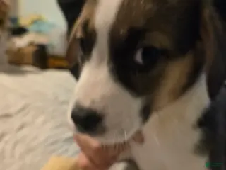 Mixed Breed dogs for sale: BLUE - Ad 4