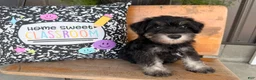 Miniature Schnauzer dogs for sale: Tiffany Miniature Schnauzer  - Ad 4