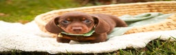 Miniature Dachshund dogs for sale: Andy - Ad 2