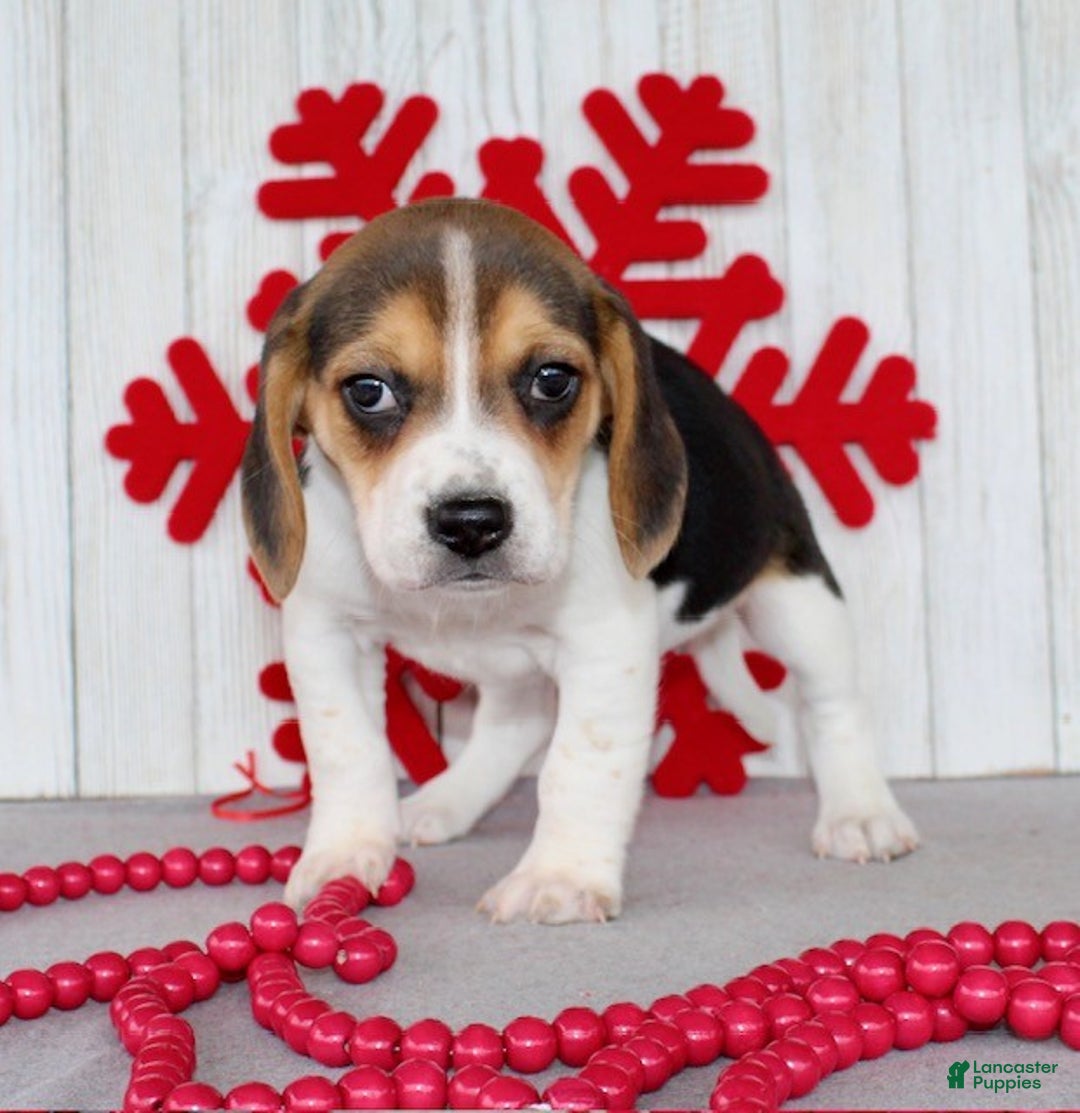 Beagle dogs for sale: Fifi - Ad 4