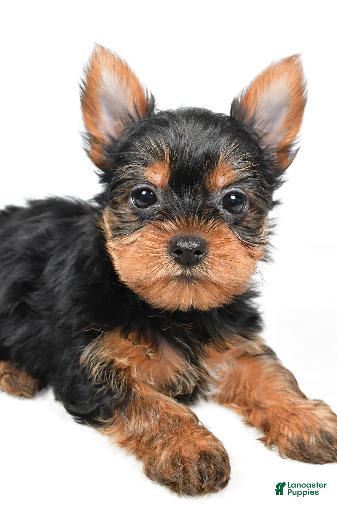 Yorkshire Terrier dogs for sale: Hannah - Ad 3