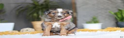 Mixed Breed dogs for sale: Azure - Ad 3