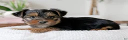 Yorkshire Terrier dogs for sale: Yorkshire Terrier Puppy 3 - Ad 3