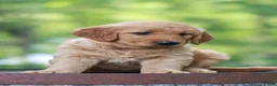 Golden Retriever dogs for sale: Beauty - Ad 7