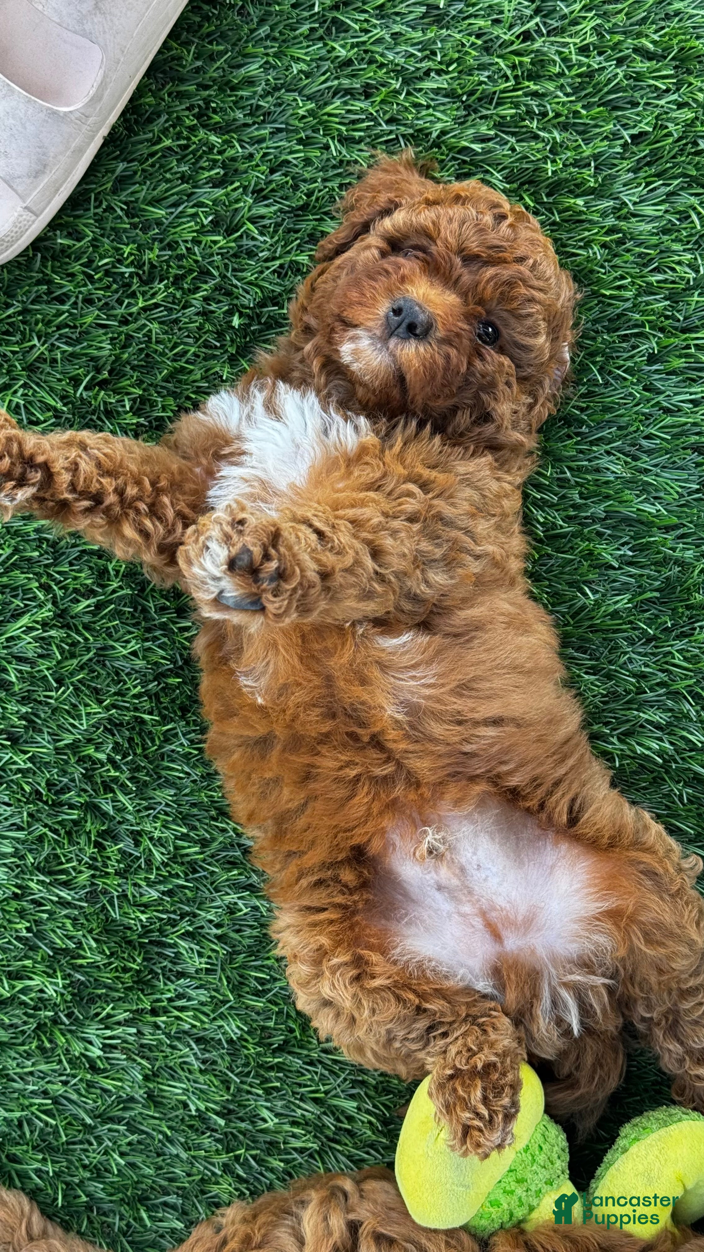 Mini Goldendoodle dogs Sprout  - Ad 2