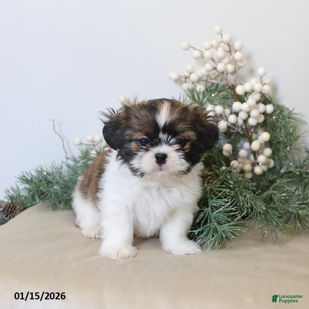 Shih Tzu dogs for sale: Finley - Ad 2
