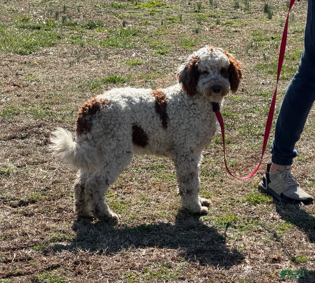 Mini Goldendoodle dogs for sale: Buster - Ad 1