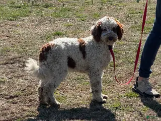 Mini Goldendoodle dogs Buster - Ad 4